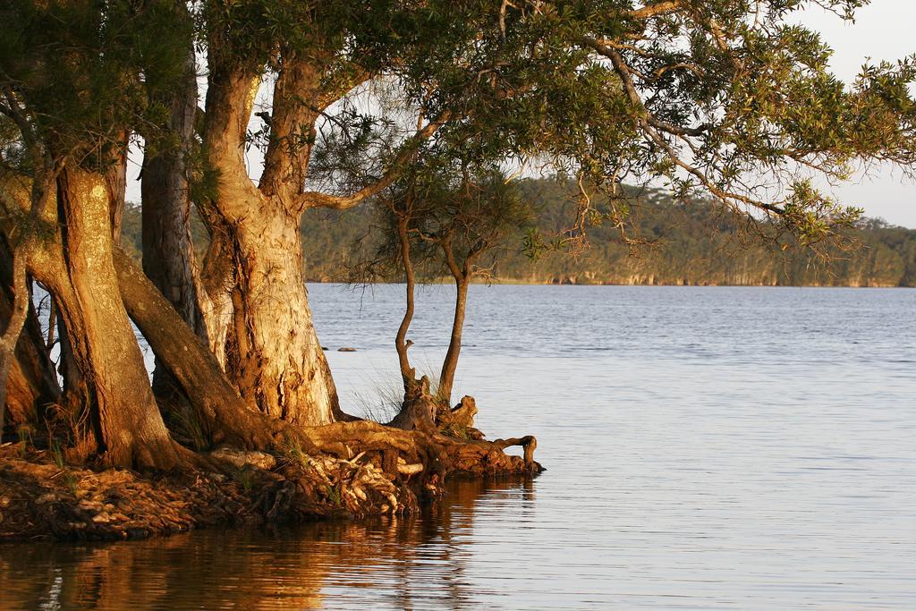 Nrma Myall Shores Holiday Park ブラディーラ エクステリア 写真