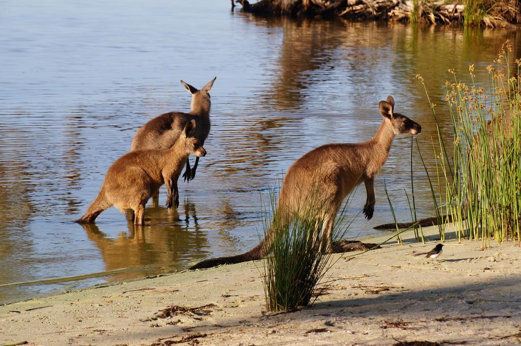 Nrma Myall Shores Holiday Park ブラディーラ エクステリア 写真