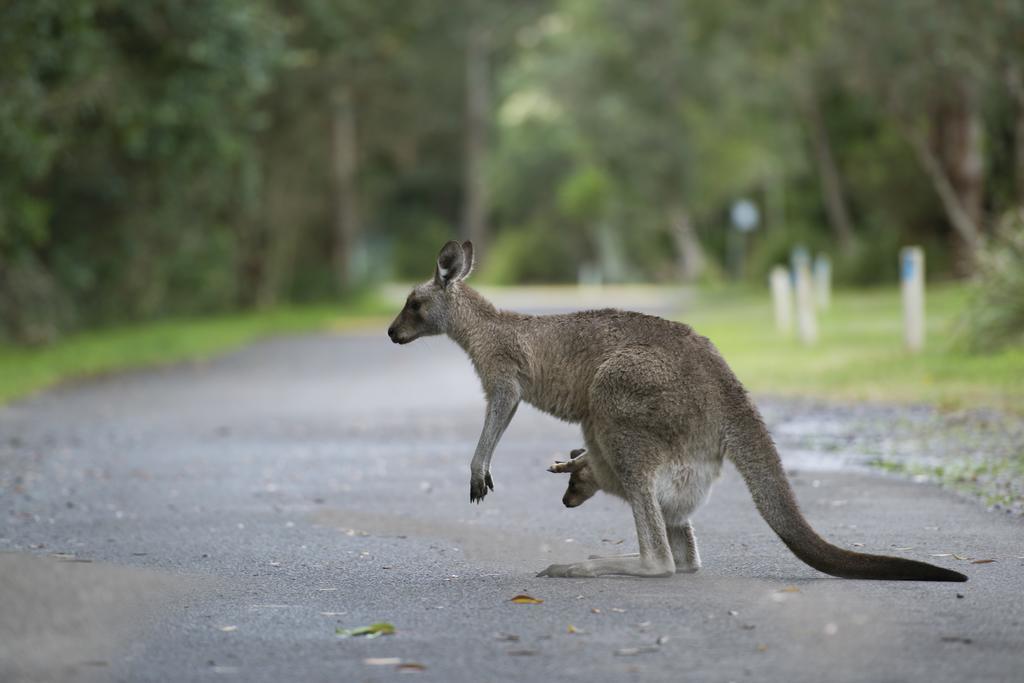 Nrma Myall Shores Holiday Park ブラディーラ エクステリア 写真